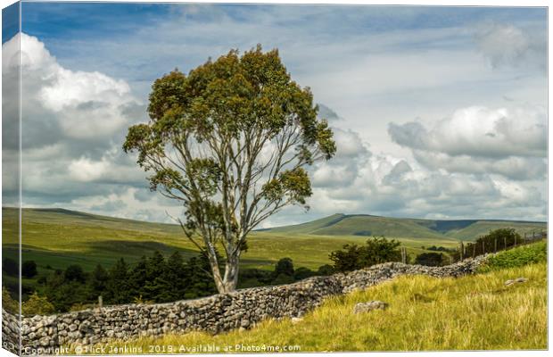A Eucalyptus Tree in the Brecon Beacons Wales Canvas Print by Nick Jenkins