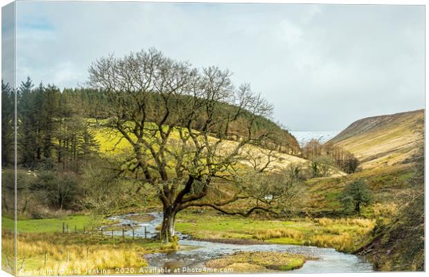 Cwm Crew and Oak Tree Brecon Beacons Canvas Print by Nick Jenkins