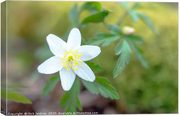 Wood Anemone in a Spring Woodland Close up Canvas Print by Nick Jenkins