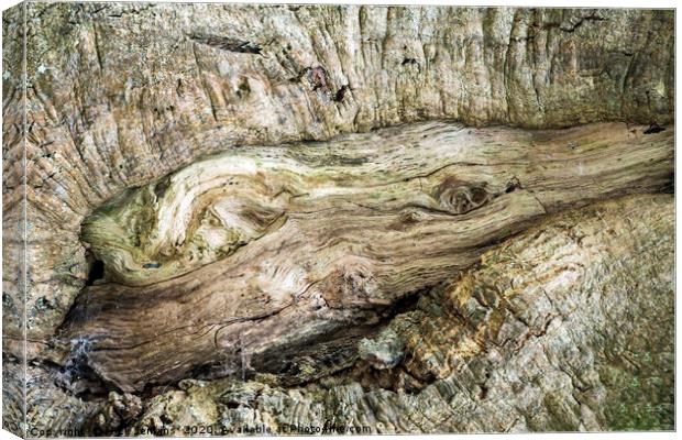 Knot in a Tree Trunk Canvas Print by Nick Jenkins