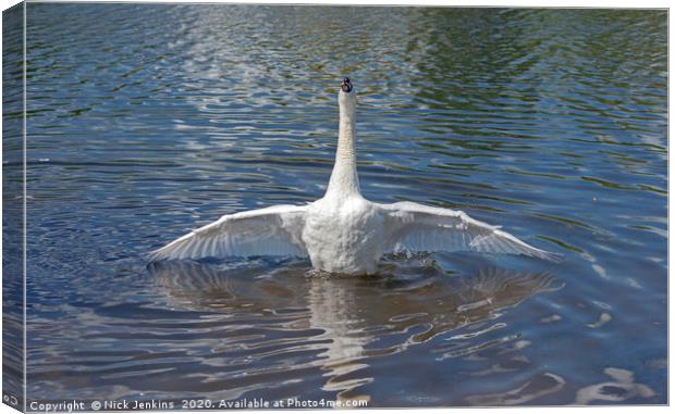 Swan at Full Stretch in a Lake Canvas Print by Nick Jenkins