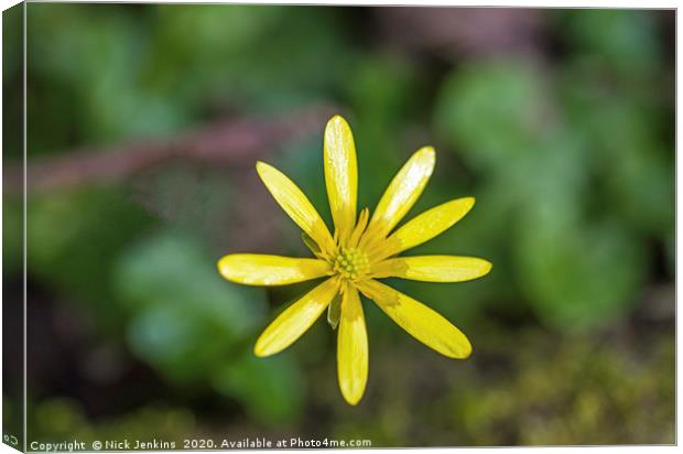 Lesser Celandine in a Spring woodland Canvas Print by Nick Jenkins