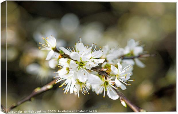 White Sloe Blossom in Spring Close up  Canvas Print by Nick Jenkins