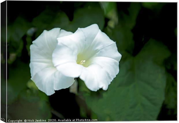 Two White Bindweed Flowers known as Convolvulus Cl Canvas Print by Nick Jenkins
