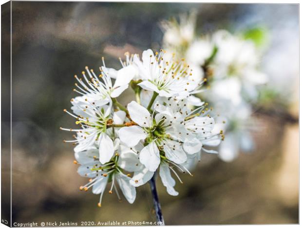 Hawthorn Blossom in April Springtime  Close up Canvas Print by Nick Jenkins