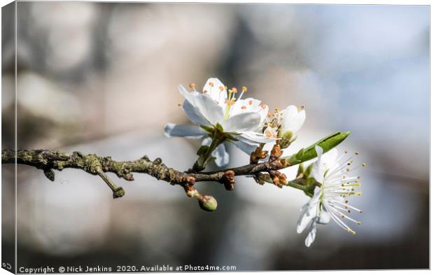 Hawthorn Blossom in Spring Canvas Print by Nick Jenkins