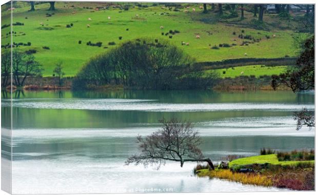 Loughrigg Tarn The Right Angle Tree Lake District Canvas Print by Nick Jenkins