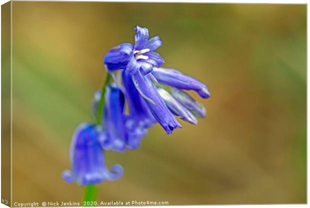 Bluebell Flower Close Up in local woodland  Canvas Print by Nick Jenkins