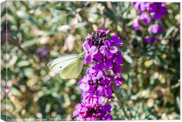Large White Butterfly on Wallflower Spring Canvas Print by Nick Jenkins
