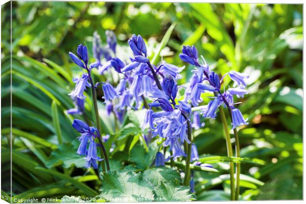 Clump of Wild Bluebells in a Field Hedge Canvas Print by Nick Jenkins