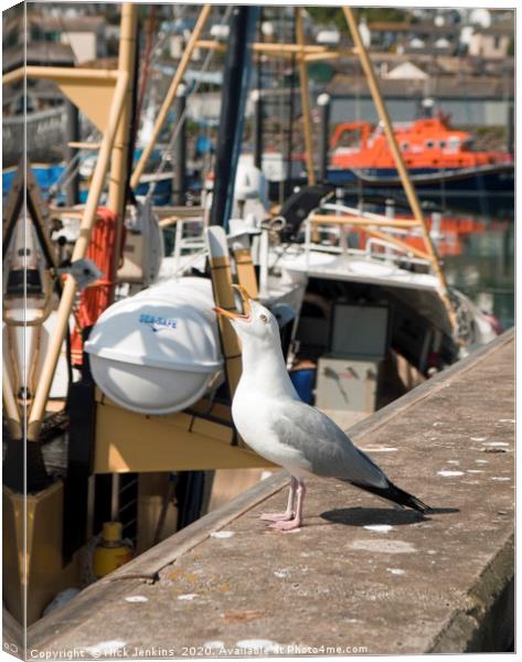 Herring Gull Squawking Newlyn Harbour Canvas Print by Nick Jenkins