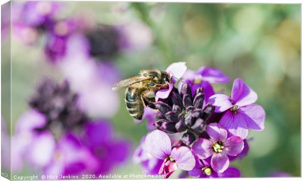 Honey Bee Collecting Nectar from Wallflower Canvas Print by Nick Jenkins