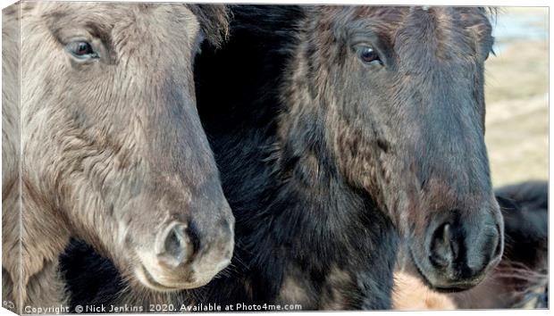 Two Icelandic Horses with their Heads in Close  Canvas Print by Nick Jenkins