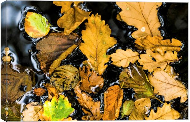 Autumn leaves in a woodland pond Canvas Print by Nick Jenkins