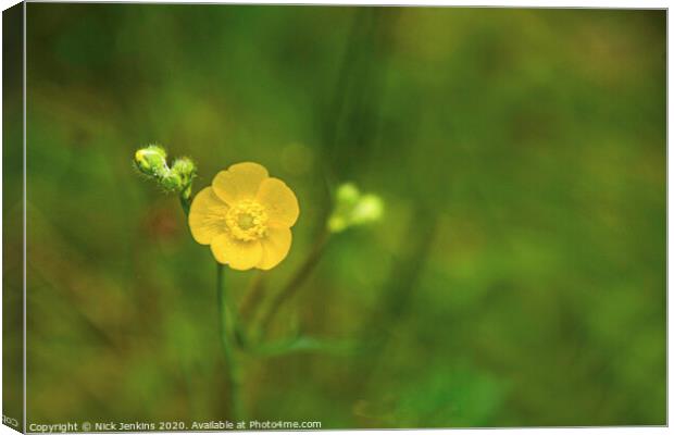 Close up of solitary meadow buttercup  Canvas Print by Nick Jenkins