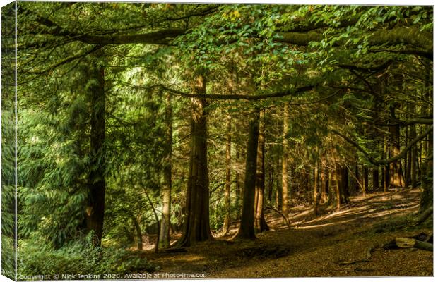 Pine Trees in a woodland near Cardiff south Wales Canvas Print by Nick Jenkins