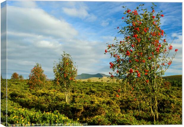 Brecon Beacons and Mountain Ash Trees  Canvas Print by Nick Jenkins