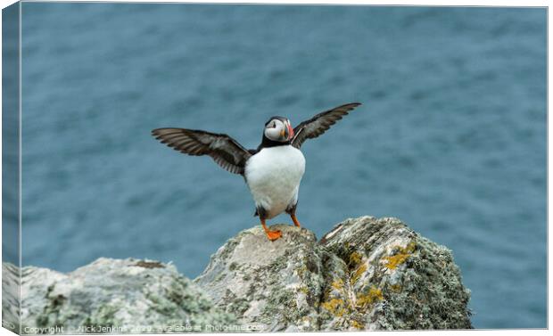 Puffin Stretching its wings on a clifftop rock Canvas Print by Nick Jenkins
