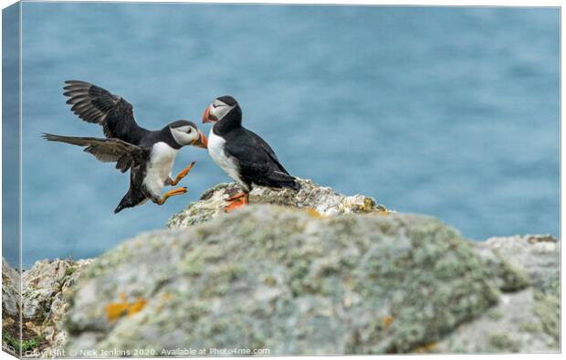 Puffins flying and sitting on rock on Skomer Islan Canvas Print by Nick Jenkins