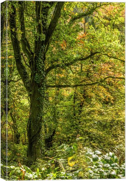 Woodland in Autumn  on a footpath south Wales Canvas Print by Nick Jenkins