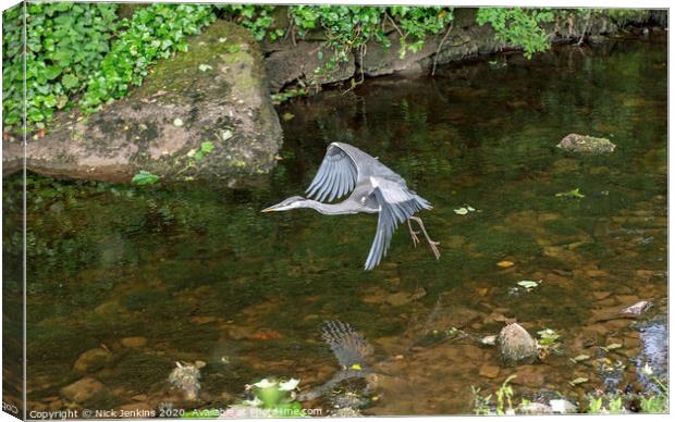 Grey Heron Flying over Clapham Beck Yorkshire Dale Canvas Print by Nick Jenkins