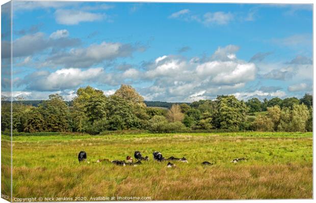 Cows resting in a meadow in West Sessex Canvas Print by Nick Jenkins