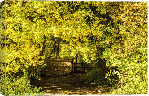 An Autumnal Arch into a wide pathway woodland Canvas Print by Nick Jenkins