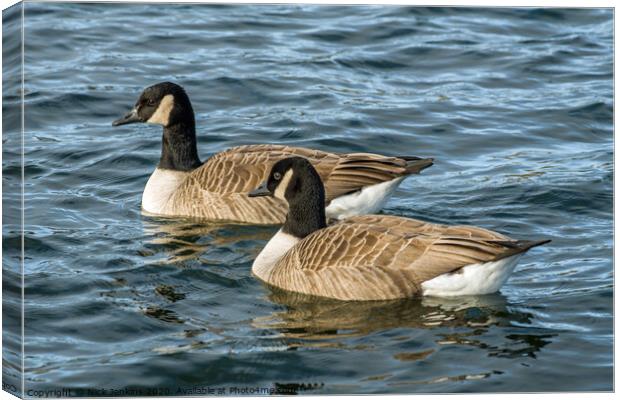 Two Canada Geese swimming together on a lake. Canvas Print by Nick Jenkins
