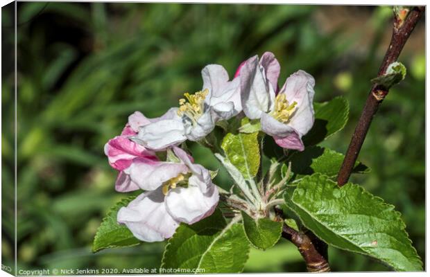 White and pink Crab Apple Blossom April 2020   Canvas Print by Nick Jenkins