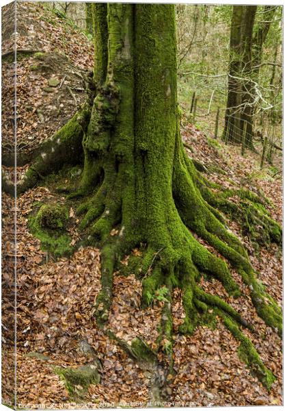 Moss covered tree trunk in a  wood near Cardiff  Canvas Print by Nick Jenkins