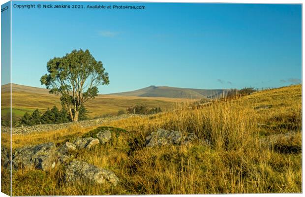 Eucalyptus Tree in the Brecon Beacons South Wales Canvas Print by Nick Jenkins