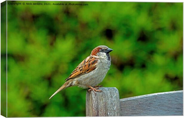 House Sparrow on a Bench (Passer domesticus) Canvas Print by Nick Jenkins