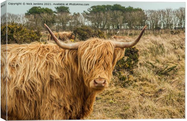 Highland Cow near St Davids Pembrokeshire Canvas Print by Nick Jenkins