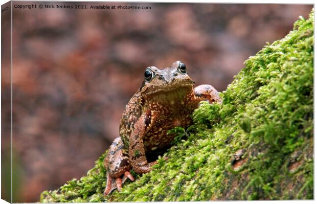 Common Frog Rana temporaria climbing a mossy tree Canvas Print by Nick Jenkins