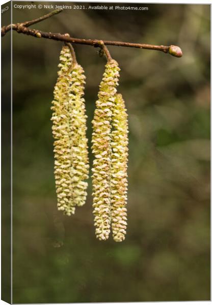 Small clump of Hazel catkins in early Spring Canvas Print by Nick Jenkins