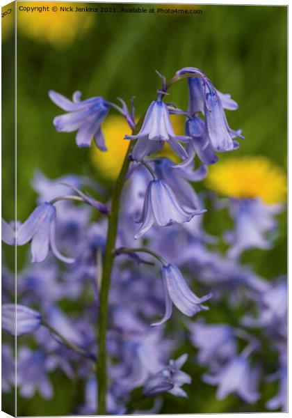 Bluebells close up in April with dandelions behind Canvas Print by Nick Jenkins