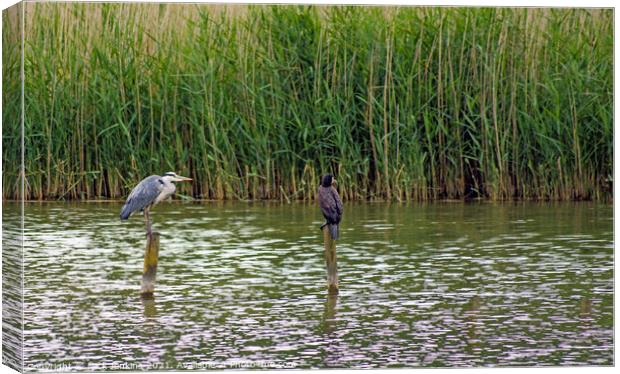 Heron and Cormorant on poles on a reedy cosmeston  Canvas Print by Nick Jenkins