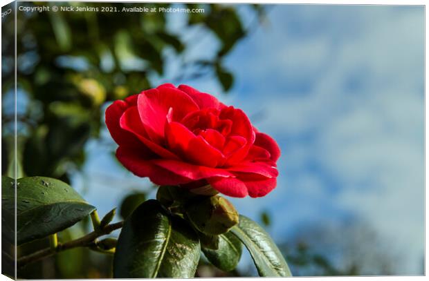 Red Camellia Japonica against sky March  Canvas Print by Nick Jenkins