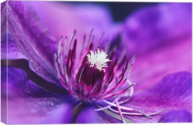 Purple and magenta  Canvas Print by Iona Newton