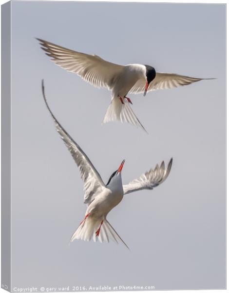 tern to me Canvas Print by gary ward
