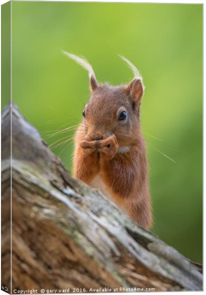 Red Squirrel  Canvas Print by gary ward