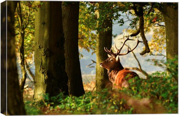 Red Deer in woodland Canvas Print by Paul Huddleston