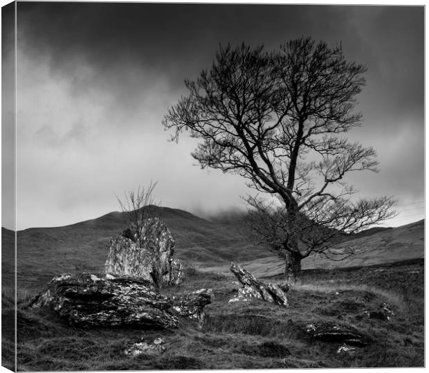 Lone tree in Scottish Highlands Canvas Print by Paul Huddleston