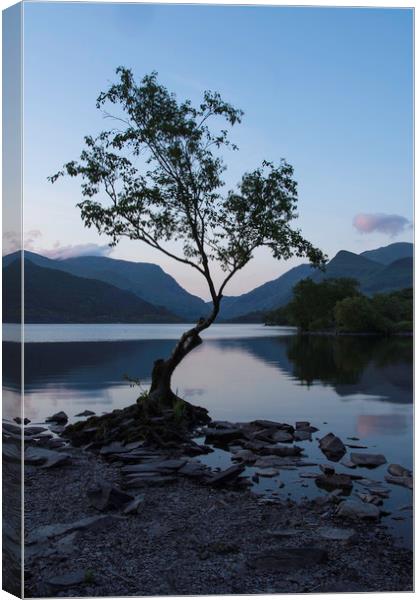 Llyn Padarns lonely Tree Canvas Print by Eric Pearce AWPF