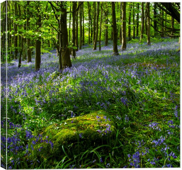 Bluebell wood Canvas Print by Eric Pearce AWPF