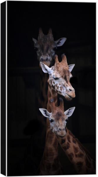 Trio Canvas Print by Paul Fine