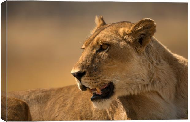 Lioness Botswana  Canvas Print by Paul Fine