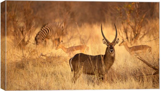 Sable and friends  Canvas Print by Paul Fine