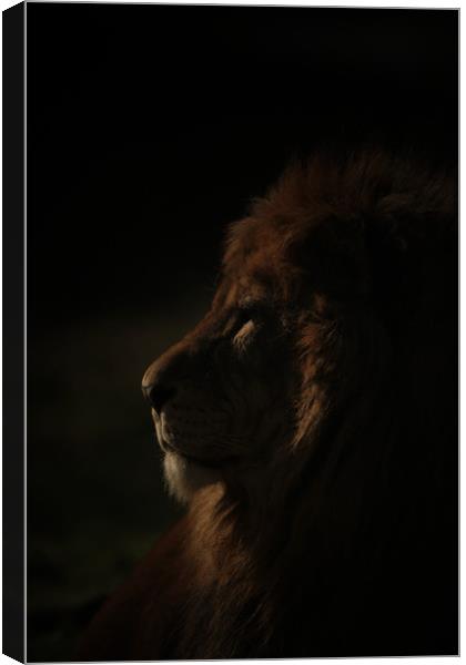 The shadow king  Canvas Print by Paul Fine