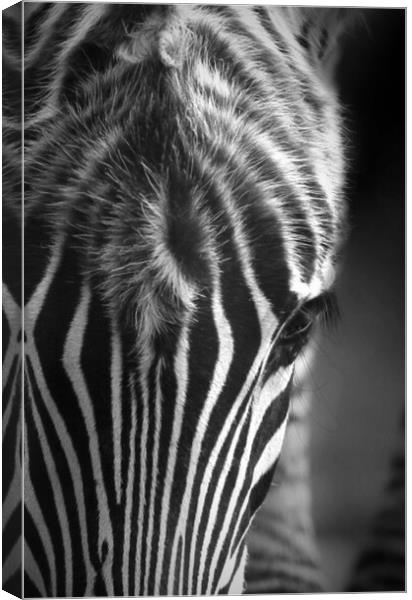 Zebra Canvas Print by Paul Fine